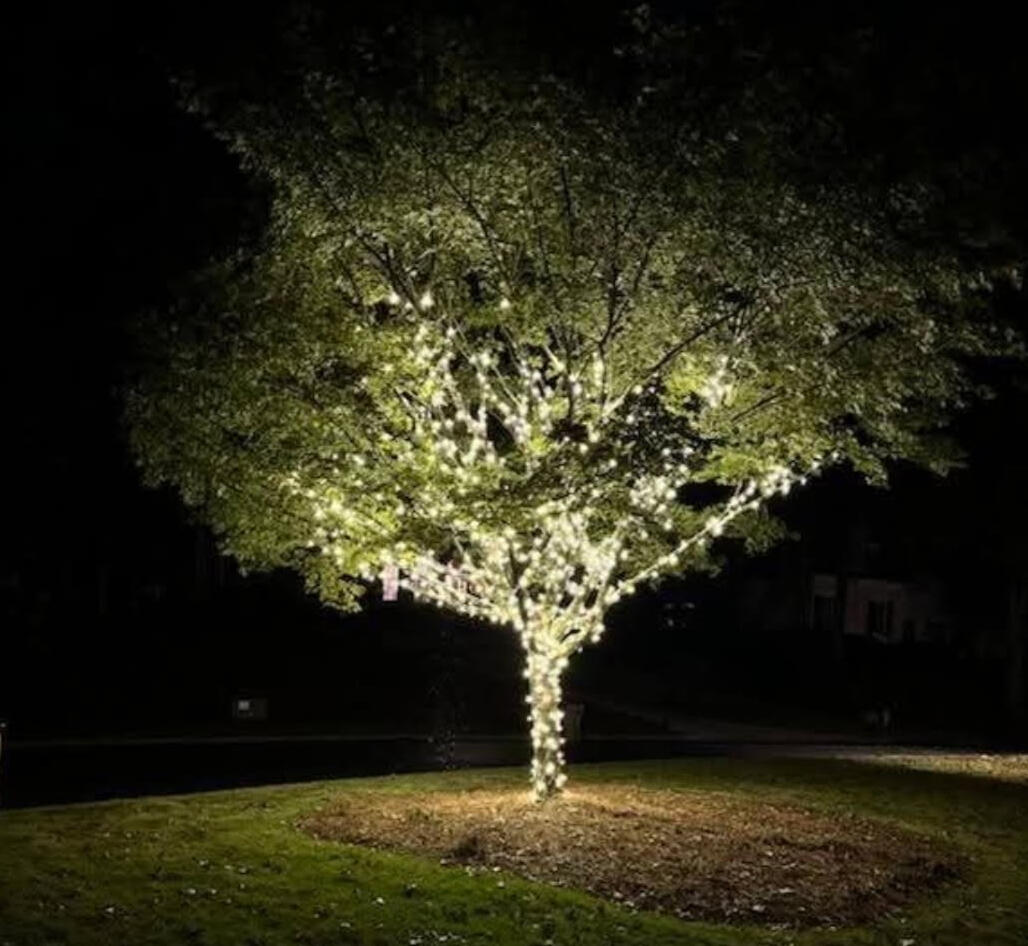 Tree wrap Large shade tree wrapped trunk to canopy in warm white Christmas lights in metro Atlanta